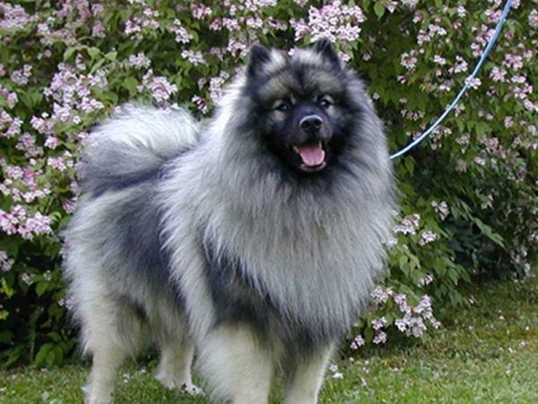 犬双排牙