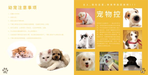全方位宠物画册攻略：收录热门宠物绘画教程与精选作品集锦