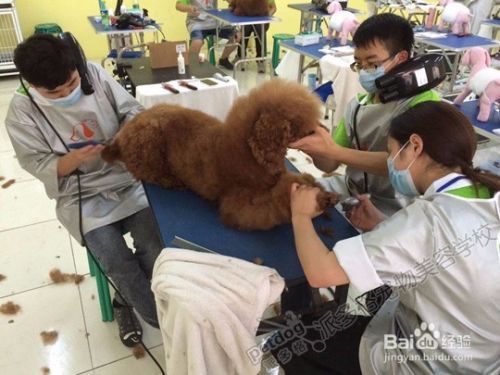良好的宠物美容师具备哪些