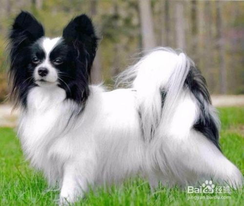 良好的宠物美容师具备哪些