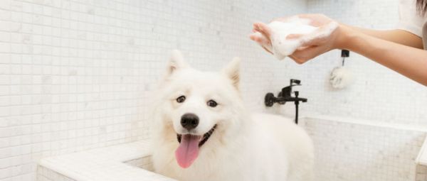 烟台专业狗狗美容培训