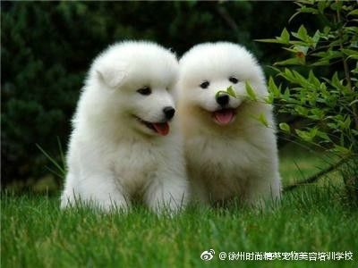 图片来自网络