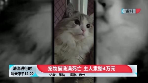 花600元给猫洗澡+SPA，然后猫死了
