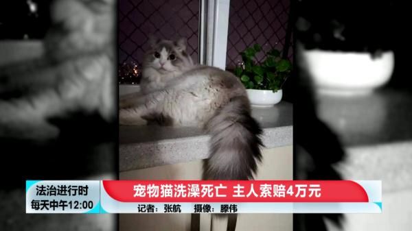 花600元给猫洗澡+SPA，然后猫死了