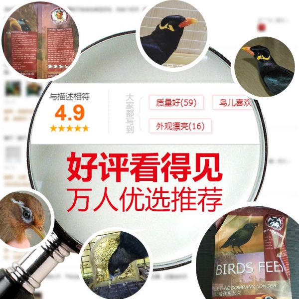 宠尚天 oem 散装 鸟食 鹩哥八哥 鸟饲料鸟粮