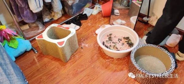 【悦生活】武汉留守猫咪救援记