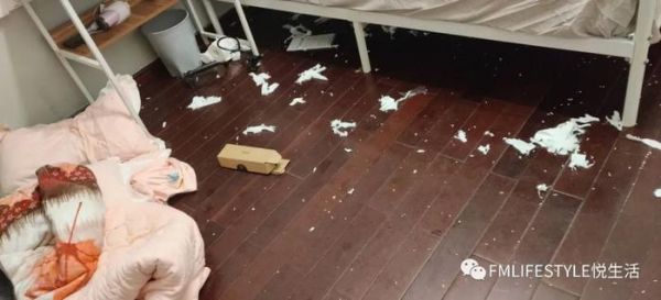 【悦生活】武汉留守猫咪救援记