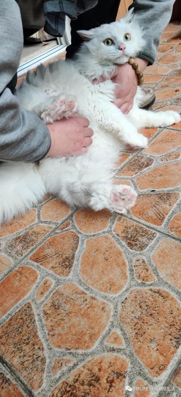 【悦生活】武汉留守猫咪救援记