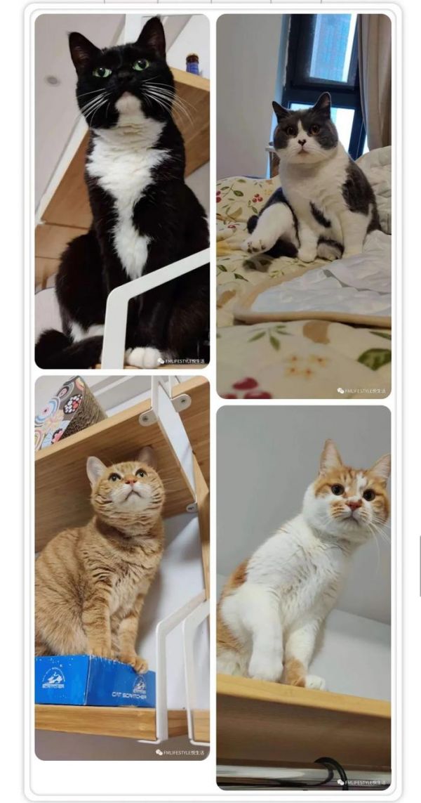 【悦生活】武汉留守猫咪救援记