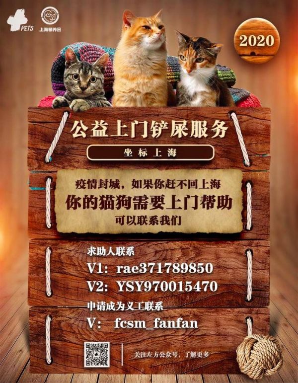 生命接力!武汉、杭州、苏州、上海留守猫咪救援信息整理!