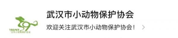 生命接力!武汉、杭州、苏州、上海留守猫咪救援信息整理!