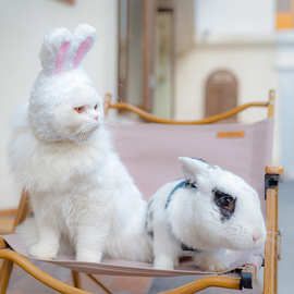 猫咪头套宠物帽狗狗小猫头饰可爱搞笑兔子狗饰品搞怪猫帽子兔耳朵