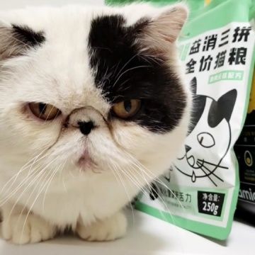 流浪猫猫粮