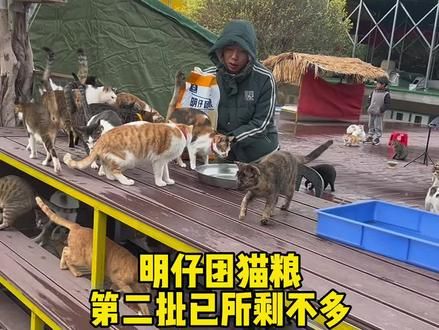 这个猫粮这个配方这个价格,明仔问心无愧,今天已所剩不多,估计明天就要告一段落了,要等第三批了,谢谢信任与支持#明仔团队 #明仔团猫粮 #流浪猫猫粮