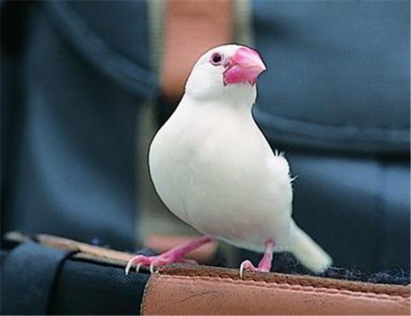 白文鸟
