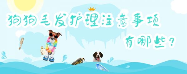 狗狗毛发护理注意事项有哪些