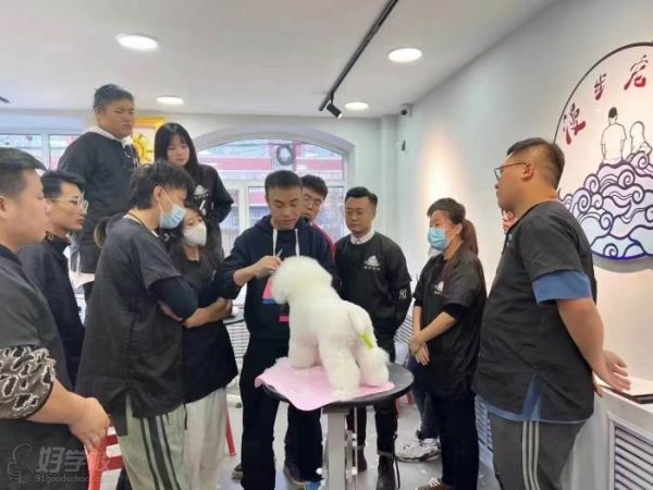 宠物精修教学