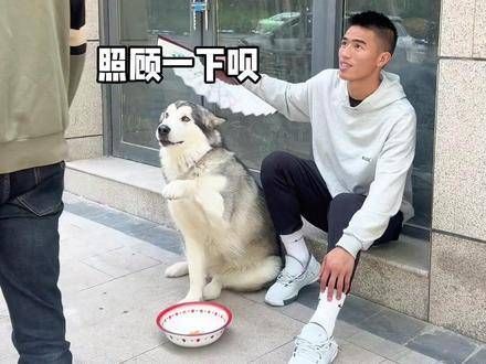 全网最敬业犬只 宠物明星计划 宠物展现灵性 狗狗展现智慧 宠物