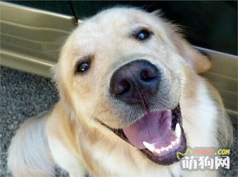 狗狗智力测试题，来看看你家爱狗及格来了没！