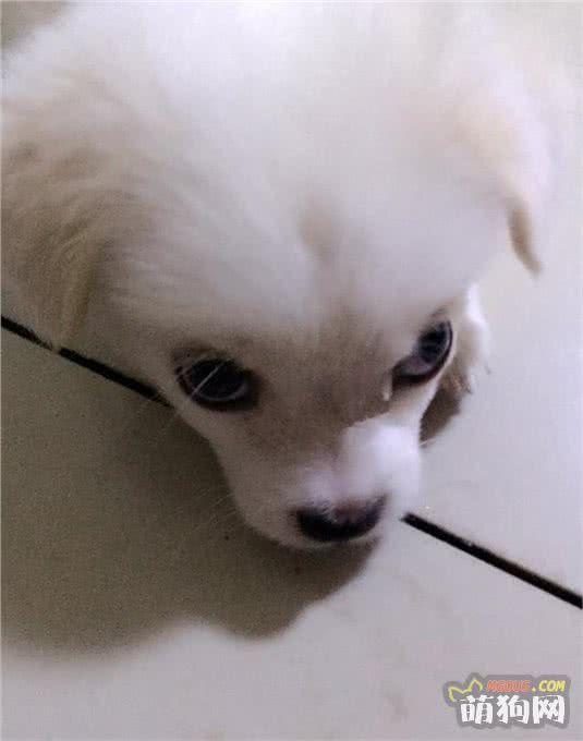 狗狗智力测试题，来看看你家爱狗及格来了没！