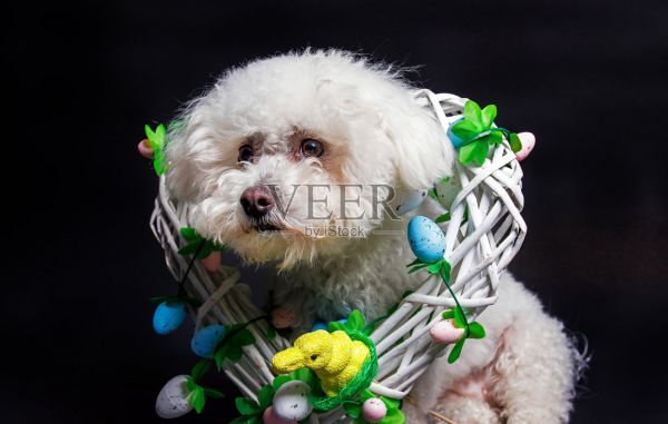 白底比熊犬，摄影棚拍摄。照片摄影图片