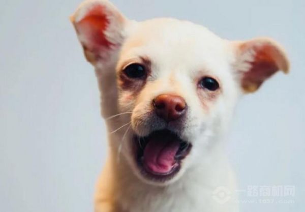 贵宾之家宠物美容加盟