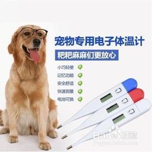 哈士奇怎么养呢？