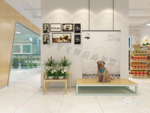 宠物店根据选址分为的三种类型