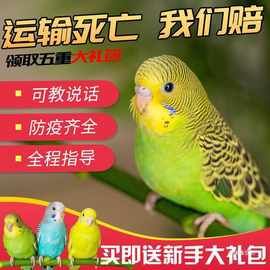 虎皮鹦鹉活鸟中小型会说话的宠物鸟活物手养玄凤幼鸟小鸟鸟笼
