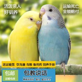 鹦鹉活鸟活物虎皮鹦鹉会说话的鸟宠物鸟云斑小型家养小鸟