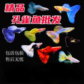斑马鱼天使鱼观赏鱼活体凤尾鱼苗淡水宠物鱼好鱼纯种精品鱼孔雀鱼