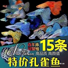 孔雀鱼活物纯种观赏鱼宠物鱼淡水小型鱼热带鱼苗活体好养耐活金鱼
