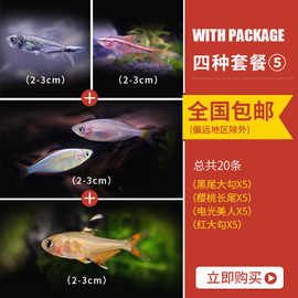 冷水鱼观赏鱼繁殖快斑马鱼小型热带鱼宠物鱼观赏鱼灯科淡水鱼鱼群