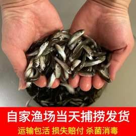 ly活体饲料鱼苗喂龙鱼乌龟宠物鱼六角恐龙活饵冷水淡水小鱼活食饲