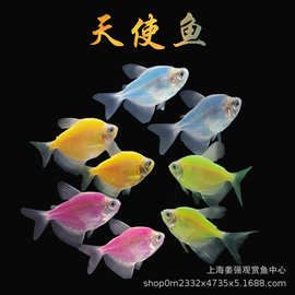 天使鱼活体观赏鱼五彩好养淡水群游荧光紫衣绿衣小型热带鱼宠物鱼