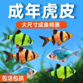 虎皮鱼苗热带群游观赏鱼活体小型荧光虎皮淡水好养耐活新手宠物鱼