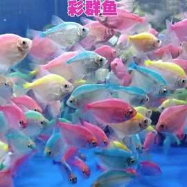 彩裙鱼群游鱼天使热带观赏鱼淡水小型鱼金鱼好养耐活鱼宠物鱼