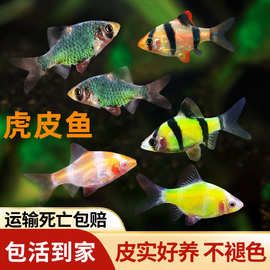 虎皮鱼荧光绿虎皮金虎皮绿虎皮热带观赏鱼淡水小型活体群游宠物鱼