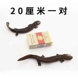 ll20厘米一对娃娃鱼鱼苗大鲵观赏鱼宠物鱼冷水淡水鱼小鱼好养耐活