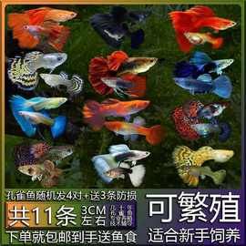 活物鱼苗热带宠物鱼观赏鱼淡水好养耐活金鱼纯种孔雀鱼包邮