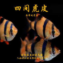虎皮鱼荧光绿虎皮金虎皮绿虎皮热带观赏鱼淡水小型活体群游宠物鱼
