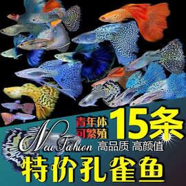 孔雀鱼活物纯种观赏鱼宠物鱼淡水小型鱼热带鱼苗好养耐活金鱼