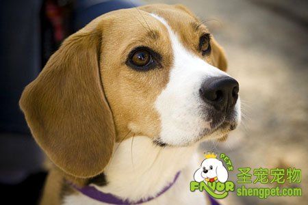 纯种犬繁殖的遗传与常用方法