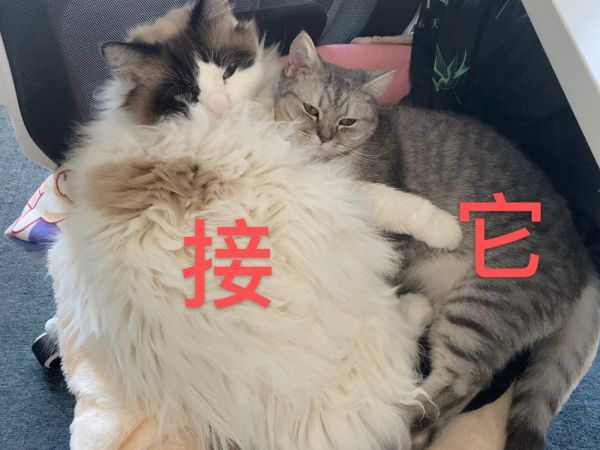 京东金融订单公益，给流浪狗一份“饱饱的爱”