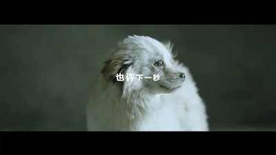 京东金融订单公益，给流浪狗一份“饱饱的爱”