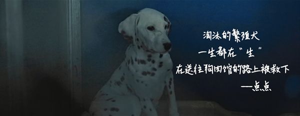 京东金融订单公益，给流浪狗一份“饱饱的爱”