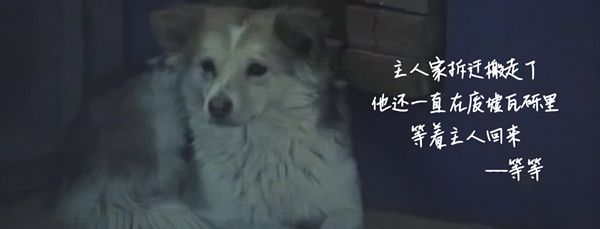 京东金融订单公益，给流浪狗一份“饱饱的爱”