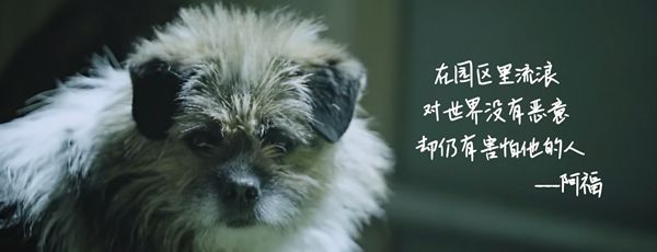 京东金融订单公益，给流浪狗一份“饱饱的爱”