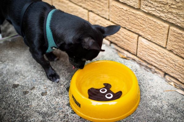 Petbarn 宠物护理品牌形象设计“宠物英雄”吉祥物设计