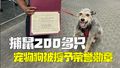 宠物狗狗社区抓鼠200多只 被纽约市议会授予荣誉勋章